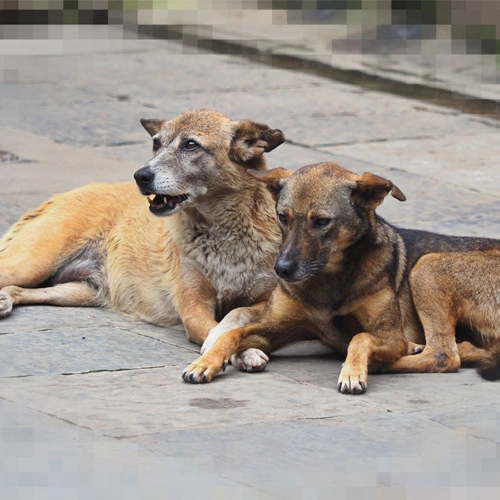 DOG WHISPERER!